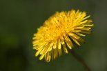 th_01111111Taraxacum_Section_Ruderalia.jpg